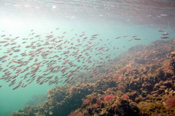 Programul de monitoring al apelor marine, dezbătut la Constanţa